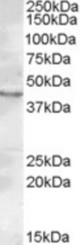 Antibody (0.2 ug/ml) staining of Rat Testis lysate (35 ug protein in RIPA buffer). Primary incubation was 1 hour. Detected by chemiluminescence