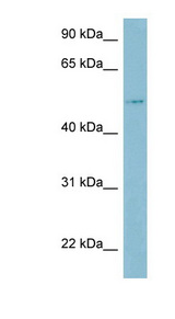 LBP antibody LS-C107509 Western blot of THP-1 cell lysate.