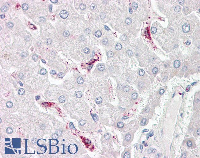 Anti-LBP antibody IHC of human liver. Immunohistochemistry of formalin-fixed, paraffin-embedded tissue after heat-induced antigen retrieval. Antibody LS-B8082 dilution 2.5-5 ug/ml.