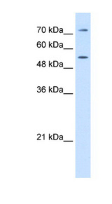 LBP antibody LS-B8082 Western blot of HepG2 cell lysate.