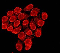 Immunofluorescent staining of HeLa cells using anti-LBR antibody (LS-C105234).