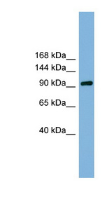 GRIPAP1 / GRASP1 antibody LS-C112041 Western blot of HeLa lysate.