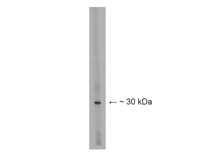 WB: Anti LBX1 on mouse spinal lysate.