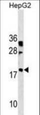 LBX2 Antibody western blot of HepG2 cell line lysates (35 ug/lane). The LBX2 antibody detected the LBX2 protein (arrow).