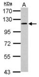 Sample (30 ug of whole cell lysate). A: HepG2. 7.5% SDS PAGE. GRIPAP1 antibody diluted at 1:500.