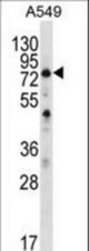 SPATA7 Antibody western blot of A549 cell line lysates (35 ug/lane). The SPATA7 antibody detected the SPATA7 protein (arrow).