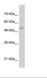 HepG2 Cell Lysate