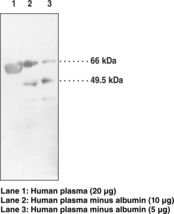 Western blot of LCAT antibody LS-C146694.