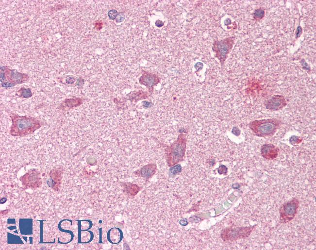 Anti-GRIPAP1 / GRASP1 antibody IHC of human brain, cortex. Immunohistochemistry of formalin-fixed, paraffin-embedded tissue after heat-induced antigen retrieval. Antibody LS-B7337 concentration 3.75 ug/ml.