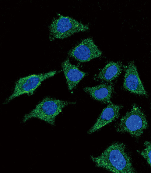 Confocal immunofluorescent of LCAT Antibody with 293 cell followed by Alexa Fluor 488-conjugated goat anti-rabbit lgG (green). DAPI was used to stain the cell nuclear (blue).
