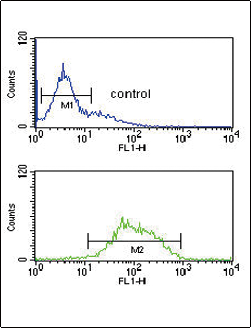 LCAT Antibody flow cytometry of K562 cells (bottom histogram) compared to a negative control cell (top histogram). FITC-conjugated goat-anti-rabbit secondary antibodies were used for the analysis.