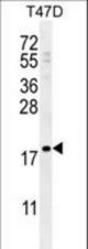LCE1A Antibody western blot of T47D cell line lysates (35 ug/lane). The LCE1A antibody detected the LCE1A protein (arrow).