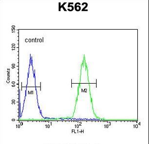 LCE2B Antibody flow cytometry of K562 cells (right histogram) compared to a negative control cell (left histogram). FITC-conjugated goat-anti-rabbit secondary antibodies were used for the analysis.