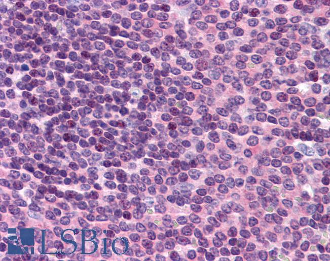 Anti-GNPDA2 antibody IHC of human spleen. Immunohistochemistry of formalin-fixed, paraffin-embedded tissue after heat-induced antigen retrieval. Antibody LS-B4992 concentration 5 ug/ml.