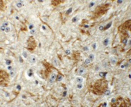 Immunohistochemistry of TYW4 in mouse brain tissue with TYW4 antibody at 5 ug/ml.