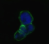 Confocal immunofluorescence of methanol-fixed HEK293 cells transfected with LCN1-hIgGFc using LCN1 mouse monoclonal antibody(green), showing membrane localization. Blue: DRAQ5 fluorescent DNA dye.