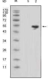 Western blot using LCN1 mouse monoclonal antibody against HEK293 (1) and LCN1-hIgGFc transfected HEK293 cell lysate (2).