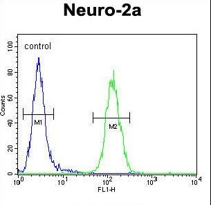 LCN10 Antibody flow cytometry of Neuro-2a cells (right histogram) compared to a negative control cell (left histogram). FITC-conjugated goat-anti-rabbit secondary antibodies were used for the analysis.