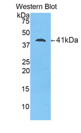 Western blot of recombinant LCN12.