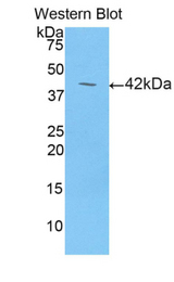Western blot of recombinant LCN6.