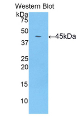Western blot of recombinant LCN8.