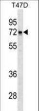 LCORL Antibody western blot of T47D cell line lysates (35 ug/lane). The LCORL antibody detected the LCORL protein (arrow).