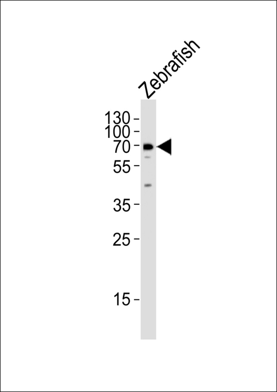 Western blot of lysate from Zebrafish tissue lysate with (DANRE) lcp1 Antibody. Antibody was diluted at 1:1000. A goat anti-rabbit IgG H&L (HRP) at 1:5000 dilution was used as the secondary antibody. Lysate at 35 ug.