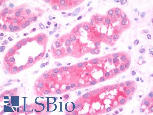 Anti-GOLPH3 antibody IHC staining of human kidney. Immunohistochemistry of formalin-fixed, paraffin-embedded tissue after heat-induced antigen retrieval. Antibody LS-B10878 concentration 7.5 ug/ml.