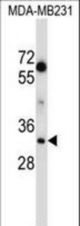 LDHA Antibody western blot of MDA-MB231 cell line lysates (35 ug/lane). The LDHA antibody detected the LDHA protein (arrow).