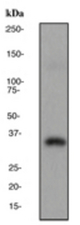 Western blot analysis on human testis lysate using anti-LDH-C antibody, dilution 1:5000.