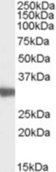 Antibody (0.03 ug/ml) staining of Mouse Testis lysate (35 ug protein in RIPA buffer). Primary incubation was 1 hour. Detected by chemiluminescence.