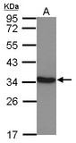 Sample (30 ug of whole cell lysate) A: NT2D1 10% SDS PAGE LDHC antibody diluted at 1:10000