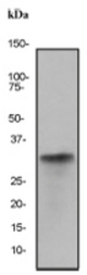 Western blot analysis on human testis lysate using anti-LDH-C antibody, dilution 1:20000.