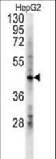 LDHD Antibody western blot of HepG2 cell line lysates (15 ug/lane). The LDHD antibody detected the LDHD protein (arrow).