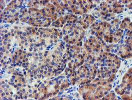 IHC of paraffin-embedded Human pancreas tissue using anti-LECT2 mouse monoclonal antibody.