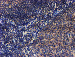 IHC of paraffin-embedded Human tonsil using anti-LECT2 mouse monoclonal antibody.