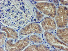IHC of paraffin-embedded Human Kidney tissue using anti-LECT2 mouse monoclonal antibody.