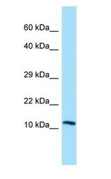 LECT2 antibody Western Blot of HepG2.