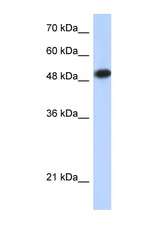 LEF1 antibody LS-B984 Western blot of 293T Cell lysate. Antibody concentration 1 ug/ml.