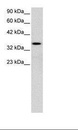 HepG2 Cell Lysate