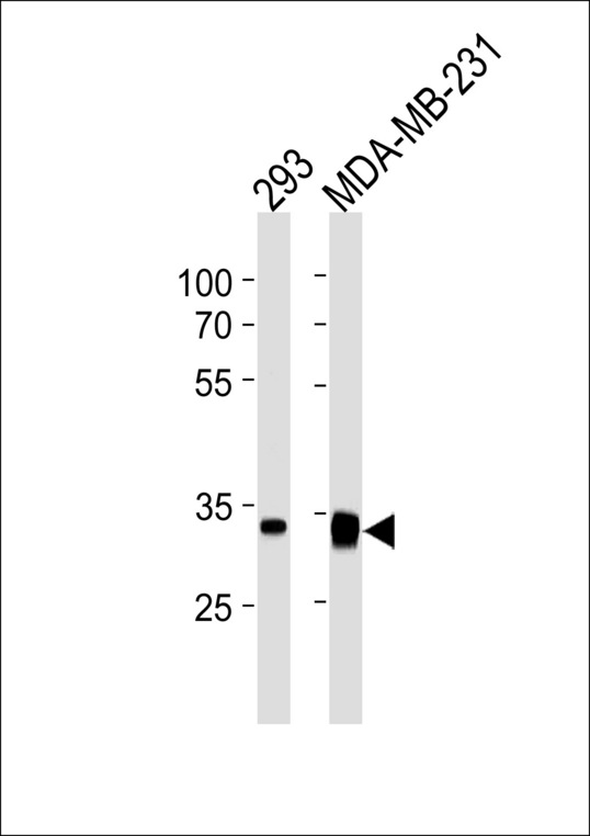 GOLPH3 Antibody western blot of 293,MDA-MB-231 cell line lysates (35 ug/lane). The GOLPH3 antibody detected the GOLPH3 protein (arrow).