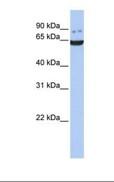 Fetal brain lysate. Antibody concentration: 1.0 ug/ml. Gel concentration: 12%.