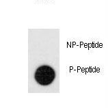 Dot blot of anti-Phospho-Leo1-pS551 Antibody on nitrocellulose membrane. 50ng of Phospho-peptide or Non Phospho-peptide per dot were adsorbed. Antibody working concentrations are 0.5ug per ml.
