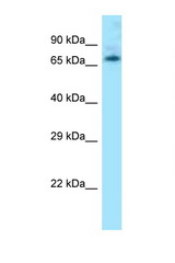 LEO1 antibody LS-C146517 Western blot of Mouse Kidney lysate. Antibody concentration 1 ug/ml.