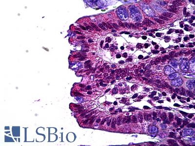 Anti-LEO1 antibody IHC of human colon, epithelium. Immunohistochemistry of formalin-fixed, paraffin-embedded tissue after heat-induced antigen retrieval. Antibody LS-B5697 concentration 5 ug/ml.