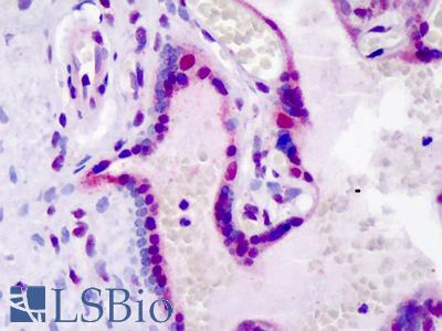 Anti-LEO1 antibody IHC of human placenta. Immunohistochemistry of formalin-fixed, paraffin-embedded tissue after heat-induced antigen retrieval. Antibody LS-B4804 concentration 5 ug/ml.