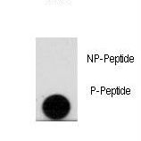 Dot blot of anti-Phospho-LEO1-pS10 Antibody on nitrocellulose membrane. 50ng of Phospho-peptide or Non Phospho-peptide per dot were adsorbed. Antibody working concentrations are 0.5ug per ml.