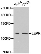 Western blot analysis of extracts of various cell lines, using LEPR antibody.