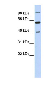 LETM2 antibody LS-C102456 Western blot of 721_B cell lysate.