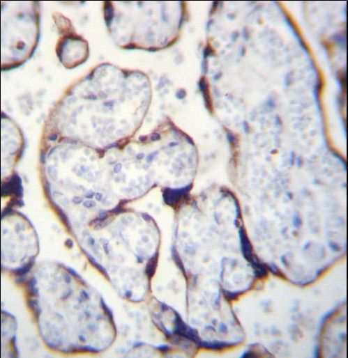 LETM2 Antibody immunohistochemistry of formalin-fixed and paraffin-embedded human placenta tissue followed by peroxidase-conjugated secondary antibody and DAB staining.